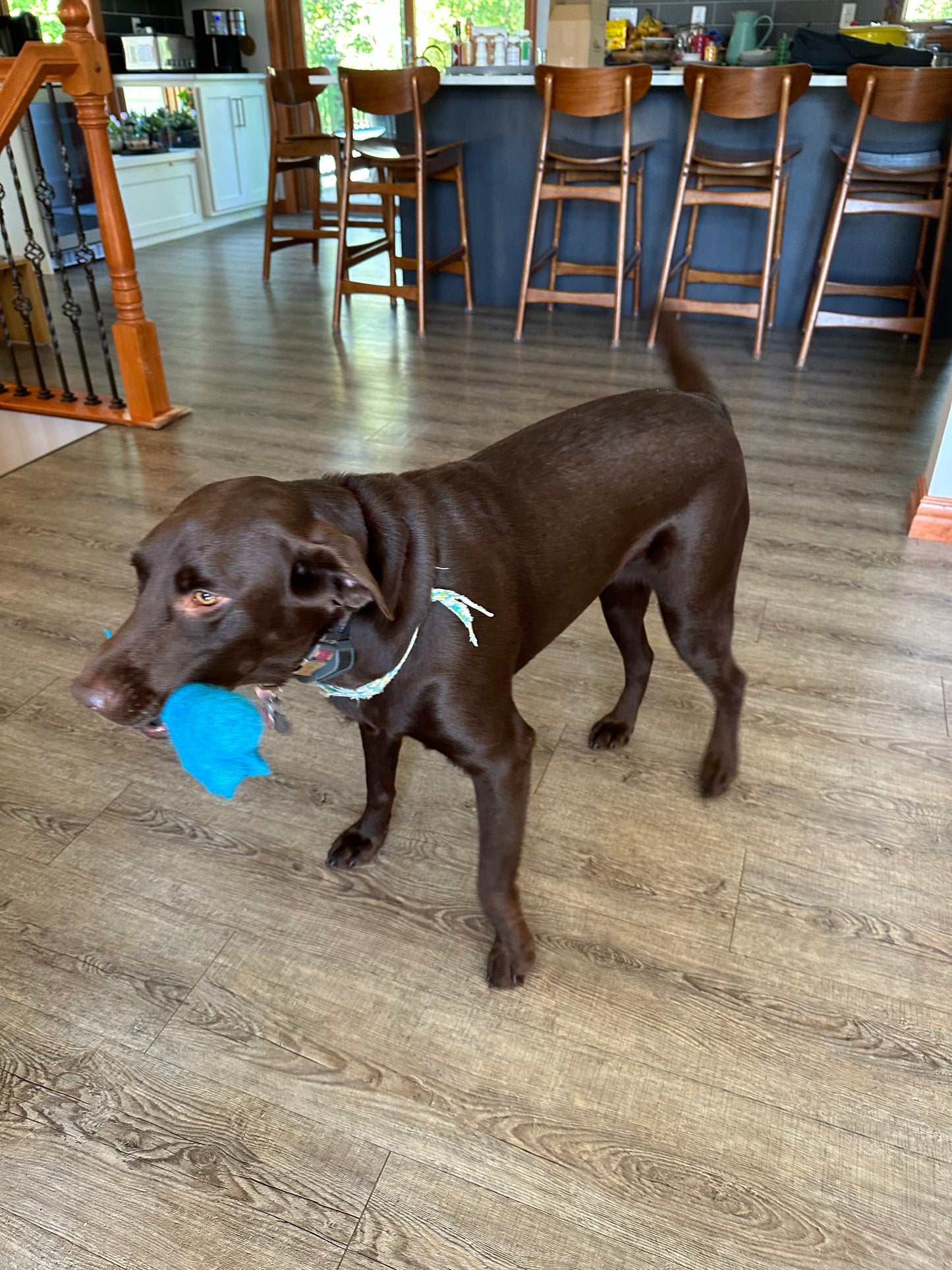 Large Solid Wool Dog Bones