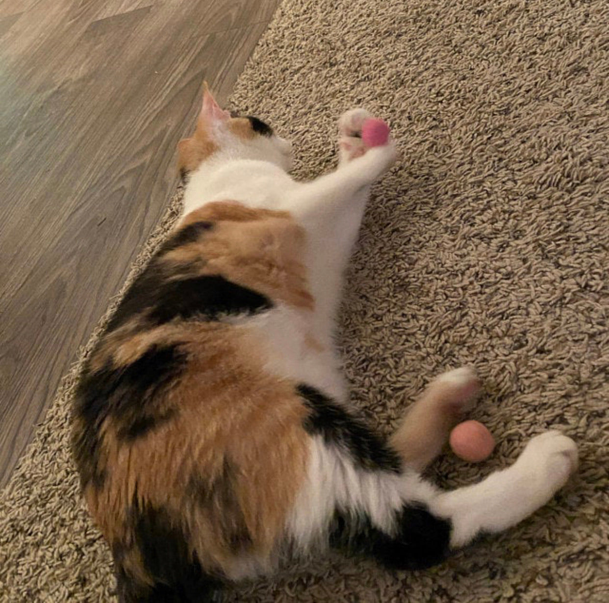 Small Solid Wool Kitten Toys