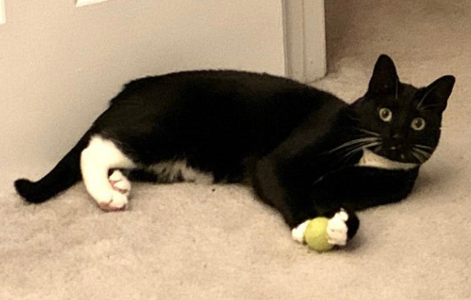 Medium Solid Wool Cat Toys