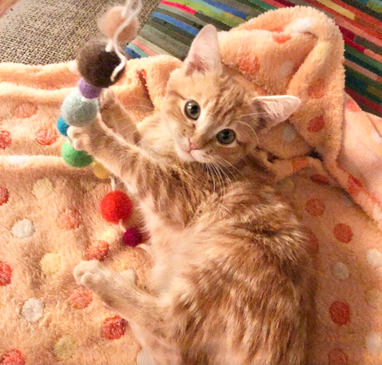 Felt Ball Fishing Cat Toy