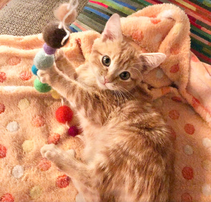 Felt Ball Fishing Cat Toy