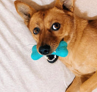 Small Solid Wool Dog Bones