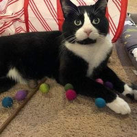 Catnip Oil for Cat Toys - Redheadnblue