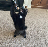 Felt Ball Fishing Cat Toy - Redheadnblue