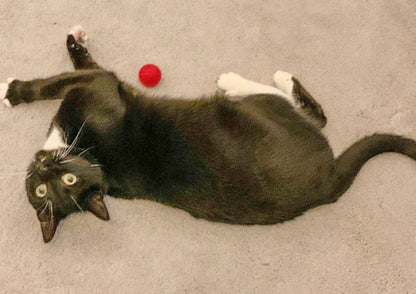 Medium Solid Wool Cat Toys